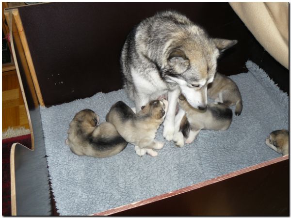 E Wurf 3 woche 1.jpg